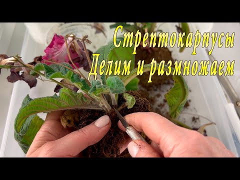 Видео: Стрептокарпусы. Деление и размножение