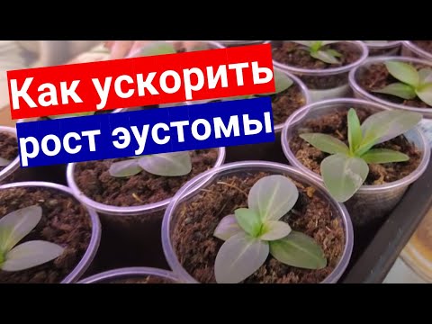 Видео: КАК ЗАСТАВИТЬ ЭУСТОМУ РАСТИ. ОБЯЗАТЕЛЬНАЯ ПЕРЕВАЛКА ЭУСТОМЫ В ПИВНЫЕ СТАКАНЫ.