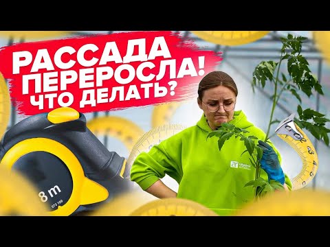 Видео: КАК ВЫСАДИТЬ ТОМАТЫ, ЕСЛИ ВЫТЯНУЛИСЬ? Посадка лежа