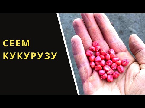 Видео: СЕЕМ КУКУРУЗУ ПРЯМО ПО СОРНЯКАМ. (БЕЗ КУЛЬТИВАЦИИ)