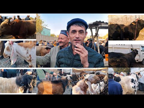 Видео: МОЛ БОЗОРИ ШАХРИТУС МАРХАМАТ
