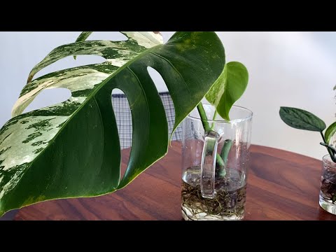 Видео: Как пересадить черенки комнатных растений из воды в почву | Monstera Albo