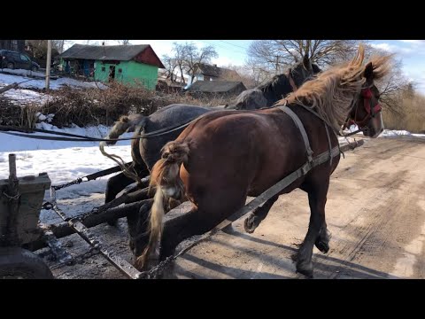 Видео: Коні Ваговози.Покупка Кобили і вдалий Обмін.Проба Жеребців.🐴🐴🐴🔥🔥🔥