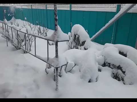 Видео: Жили на юге,проснулись в Сибири. #Историяпереездамоеймамы#