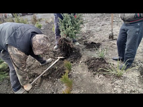 Видео: ЛЕЧИМСЯ //ТЕСТО НА ЛАКУМЫ//НАБРАЛИ САЖЕНЦЕВ//