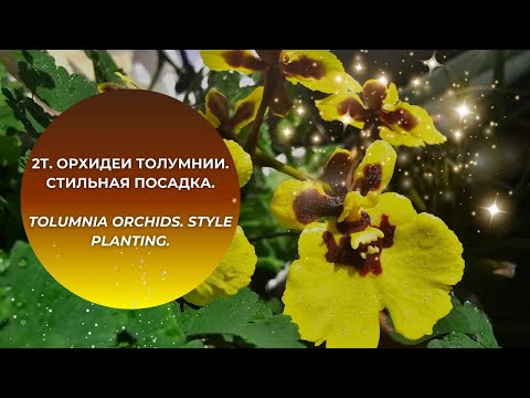 Видео: 2Т. Орхидеи Толумнии. Стильная посадка.Tolumnia orchids. Style planting.