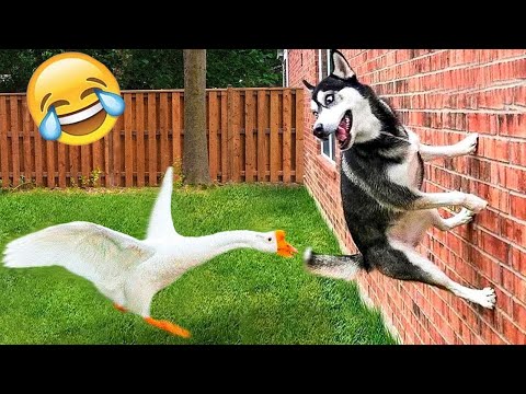 Видео: Смешни клипове (Част 6) 😂 Компилация със забавни животни 🐶 Смешни котки и кучета