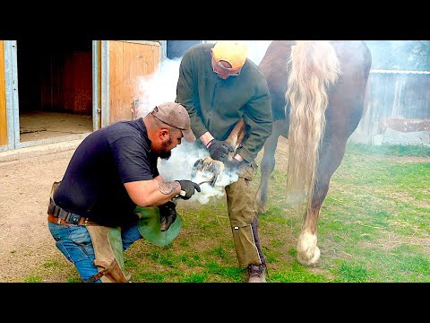Видео: Удивительный процесс подковывания копыт мощной тяжеловозной лошади перед тяжелой работой в лесу