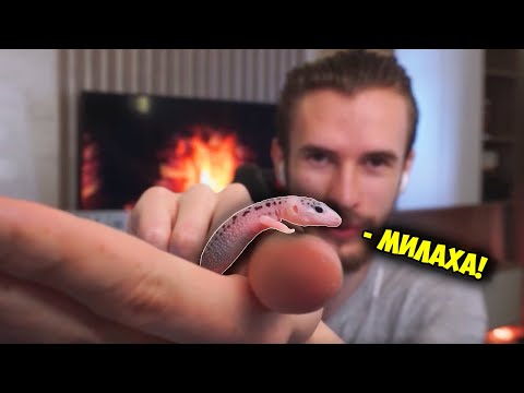 Видео: ЗАКВИЕЛЬ ПОКАЗАЛ ЯЩЕРКУ НА СТРИМЕ! - Самое Милое Создание В Мире!