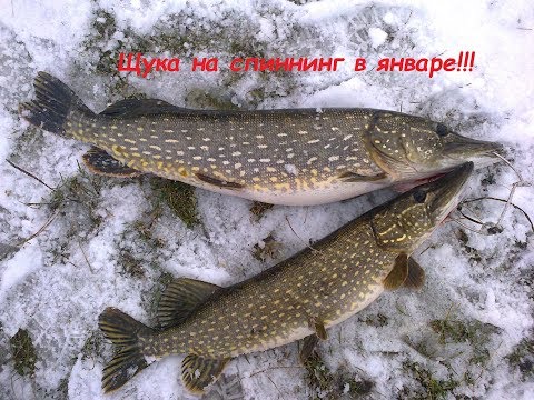 Видео: Щука на спиннинг в январе!!!2018