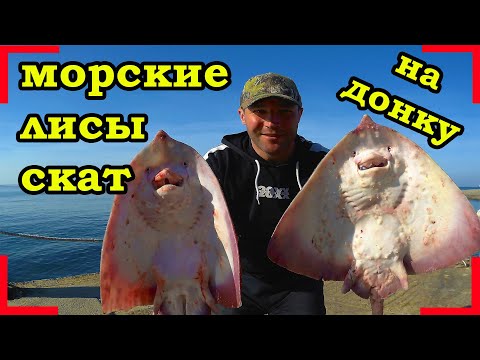 Видео: РЫБАЛКА НА ХИЩНИКА. НА ДОНКУ. ПОЙМАЛ МОРСКИХ ЛИСИЦ И СКАТА.