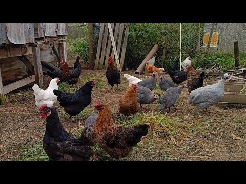 Видео: Посадка чеснока👍покупки🙂мини посылочка🤗