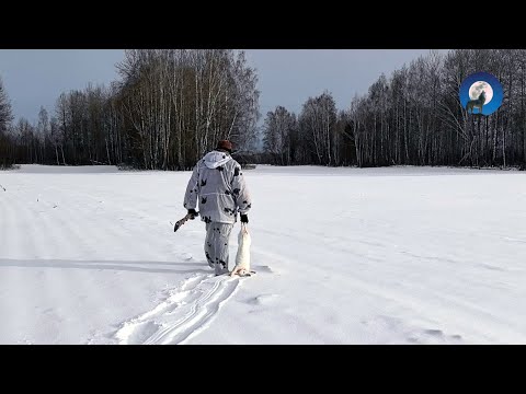 Видео: ОХОТА НА ЗАЙЦА ЗИМОЙ. И ТАКОЕ БЫВАЕТ! 🤷
