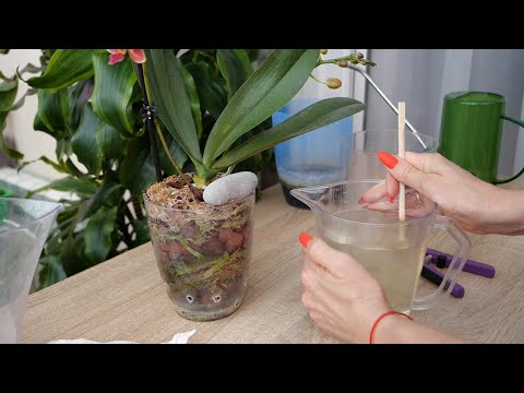 Видео: Орхидеи. Срочно лечить иначе погибнет.