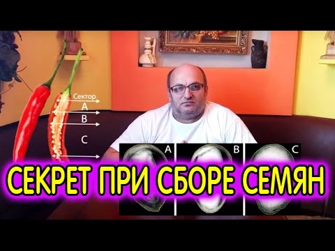 Видео: Секрет при сборе семян