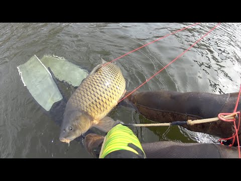Видео: ПОДВОДНАЯ ОХОТА. САЗАНЫ ЩУКА