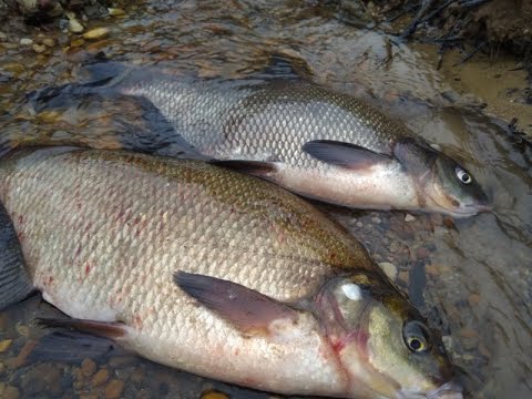 Видео: Даугава (Западная Двина)На Рыбалку,для души!!!