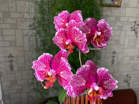 Видео: Орхидея Phal. Victorias Lace (бабочка)