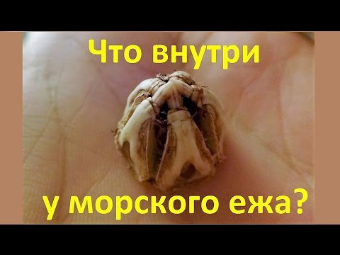 Видео: Что внутри у морского ежа??