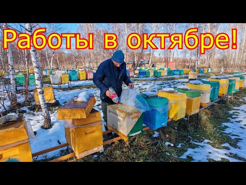 Видео: РАБОТЫ В ОКТЯБРЕ ! ОБРАБОТКА от КЛЕЩА! ВЕНТИЛЯЦИЯ в СЕМЬЯХ! Сила семей в зиму!