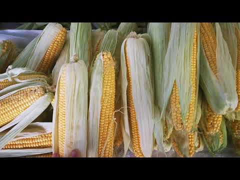 Видео: КУКУРУЗА🌽🌽🌽 как хранить кукурузу. Зимой свежая кукуруза у вас на столе 👍