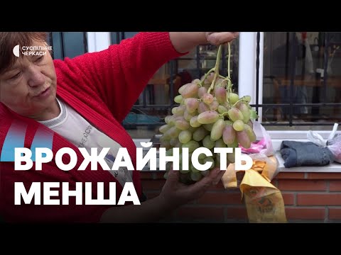 Видео: Яка вартість винограду у Черкасах?