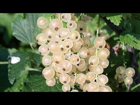 Видео: Белая смородина- свежая ягода круглый год!