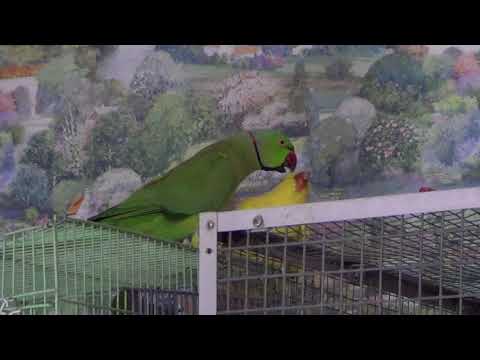 Видео: Знакомство ожереловых попугаев без клеток!