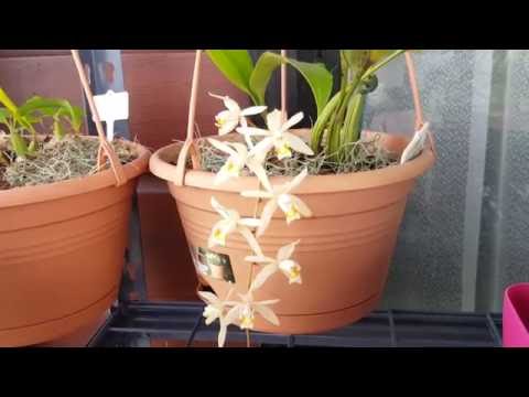 Видео: Субстрат для Целогинь / Coelogyne Medium