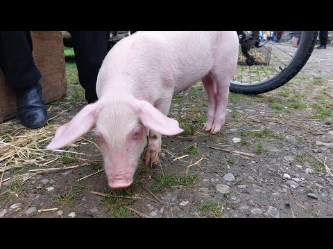 Видео: Ринок тварин! Ціни і огляд різних тварин!2023