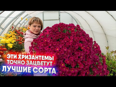 Видео: Эти хризантемы точно зацветут  - лучшие сорта