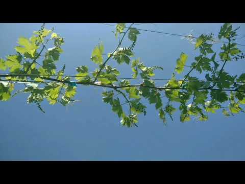 Видео: ВИНОГРАД НА ГОРИЗОНТАЛЬНОЙ ШПАЛЕРЕ 🍇
