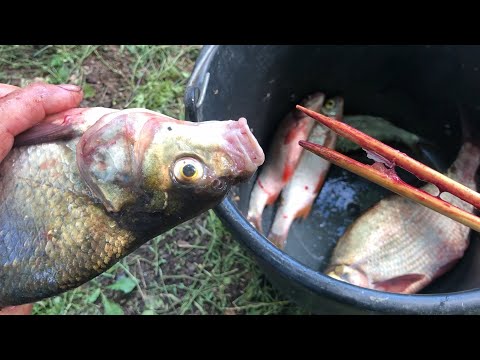 Видео: Патрошу Ляща Плотву двома палками. Експеремент