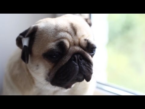 Видео: Как правильно заклеивать уши мопсу и зачем // Correction shape of pug's ears