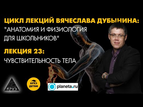 Видео: Вячеслав Дубынин: "Чувствительность тела" (Лекция 23)