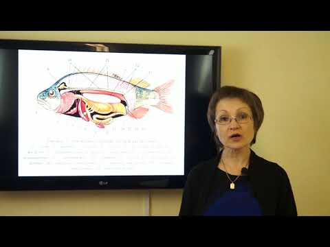 Видео: Козина Е.А. Биологические особенности питания рыб