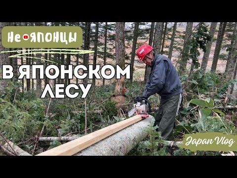 Видео: Забрался в ЯПОНСКИЙ Лес с бензопилой!