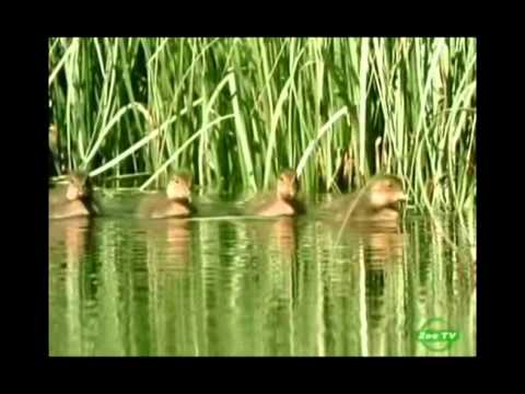 Видео: Стойкие утки