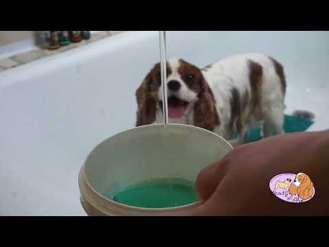 Видео: Груминг кавалер кинг чарльз спаниеля, обзор новой косметики TAURO