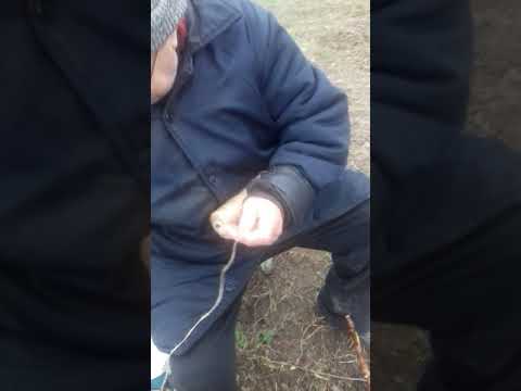 Видео: Осенне-зимняя прививка винограда