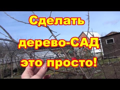 Видео: Как сделать дерево сад прививкой.