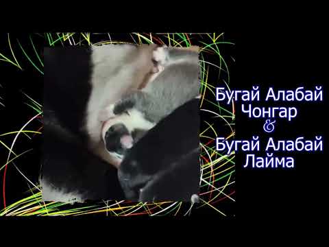 Видео: Бугай Алабай Чонгар и Лайма. Щенки от 5 ноября.