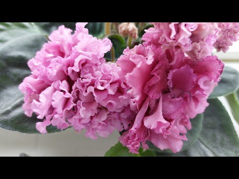 Видео: 03.03.2025.НОВИНКИ/Выставка фиалок в Доме фиалки(МК)#фиалки#выставка#