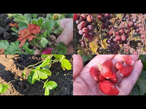 Видео: ЯК Я ПОСАДИЛА ВИНОГРАД. 🍇СУНИЦЮ 🍓 І ЩО ЩЕ ВСТИГЛА ЗРОБИТИ В КОРОТКИЙ ДЕНЬ.