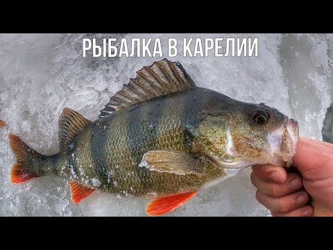 Видео: ПЕРВЫЙ РАЗ СОБРАЛСЯ НА РЫБАЛКУ НА СЕВЕР ПОЛОВИТЬ КРУПНОГО ОКУНЯ. РЫБАЛКА СО ЛЬДА НА ОНЕЖСКОМ ОЗЕРЕ