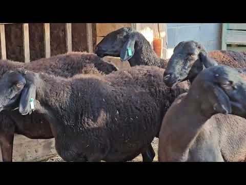 Видео: Жылына 60 миңден пайда берген  Койлор 0704-01-18-17 