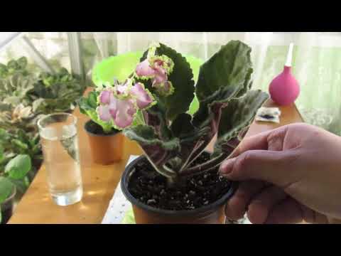 Видео: КАК ОМОЛОДИТЬ ФИАЛКУ.