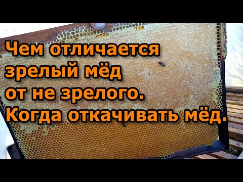 Видео: Чем отличается зрелый мёд от не зрелого. Когда откачивать мёд.