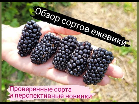 Видео: Обзор сортов ежевики. Калининград.