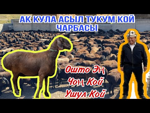 Видео: 700 Баш КОЗУ САТЫЛАТ 2025ж АК КУЛА ЧАРБАСЫНАН ✅🤝🇰🇬🤝🇺🇿👍🔥